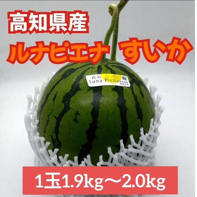 高知県産★冬スイカ とにかく甘い❢サクサク【ルナピエナスイカ】やや小さめ 中玉 食品/飲料/酒の食品(フルーツ)の商品写真