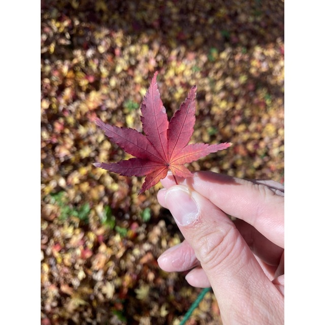 草が通販できます草草