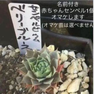 多肉植物①センペルビウム　ベリーブルース　小苗　抜き苗(その他)