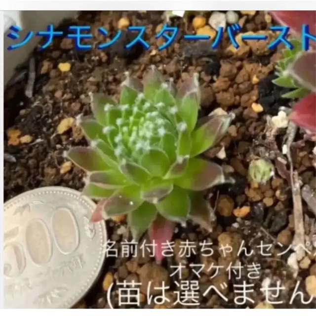 センペルビウム へスター 抜き苗 | gulatilaw.com