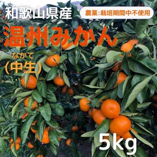 みかん 5kg 中生みかん 和歌山県産 送料込み(フルーツ)