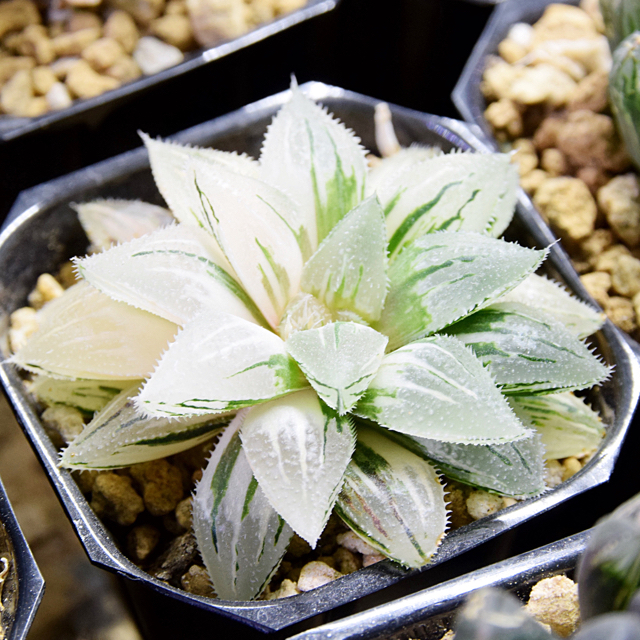 多肉植物　アメトルム錦　半分覆輪