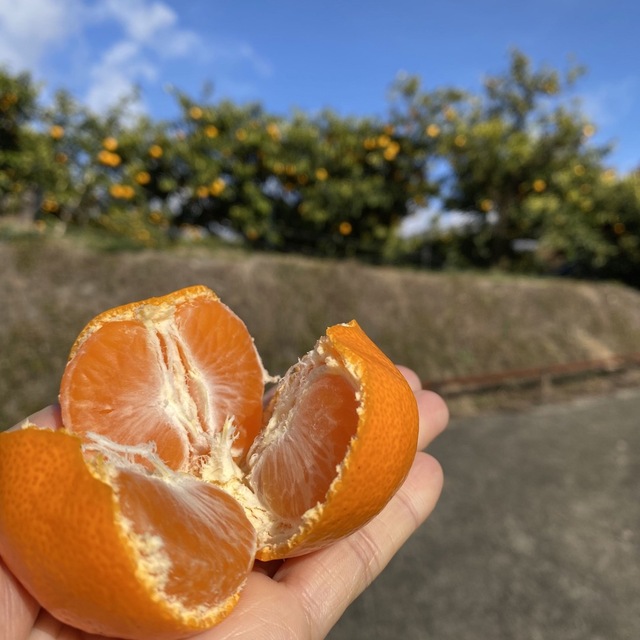 和歌山県産　田口早生みかん 青秀S 10kg