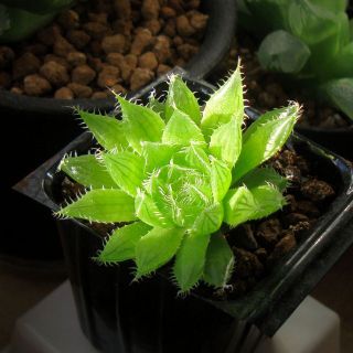 ブラックベルディアナ【多肉植物 ハオルチア】(その他)