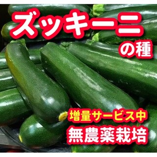 ズッキーニ種【20粒以上】無農薬栽培・増量サービス中(野菜)