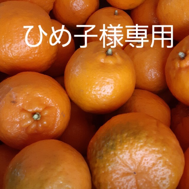 ポンカン　10㎏　柑橘 食品/飲料/酒の食品(フルーツ)の商品写真