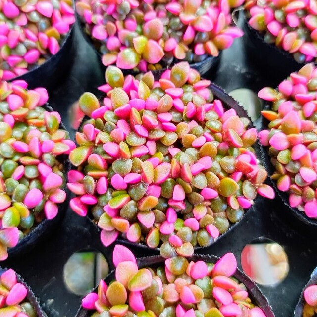 【ポットごと】桜吹雪 多肉植物 アナカンプセロス 紅葉 プレステラ プラ鉢 ハンドメイドのフラワー/ガーデン(その他)の商品写真