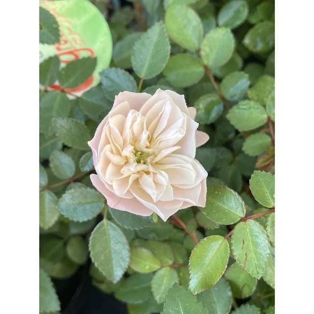 ミニ薔薇グリーンアイス  1苗 ハンドメイドのフラワー/ガーデン(その他)の商品写真