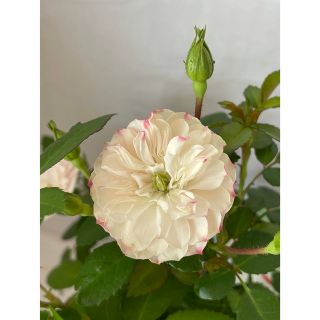 ミニ薔薇グリーンアイス  1苗(その他)