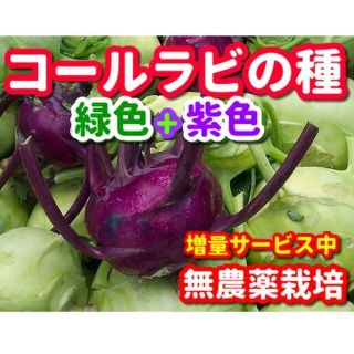 コールラビの種・各種200粒以上（合計400粒以上）✦無農薬栽培・増量サービス中(野菜)