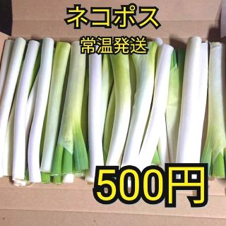 ✳️ワンコイン西田カット白ネギＢ品(曲がり、太さ混合)(野菜)