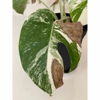 ❣️超激レア❣️斑入り モンステラ バリエガータ❣️極上品‼️②