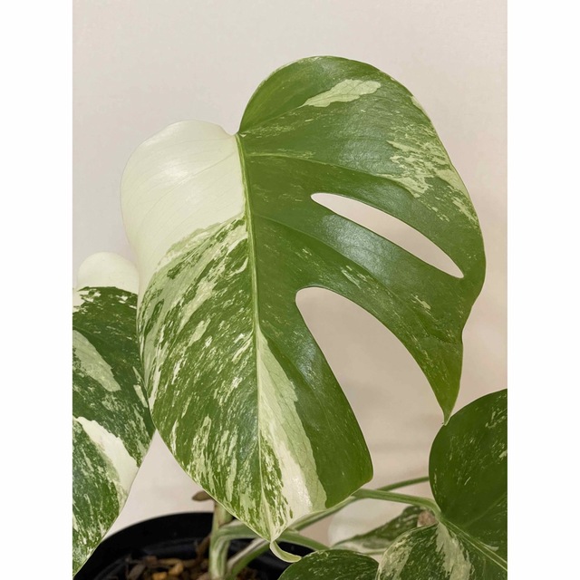 ❣️新春セール❣️斑入り モンステラ バリエガータ❣️極上品‼️④