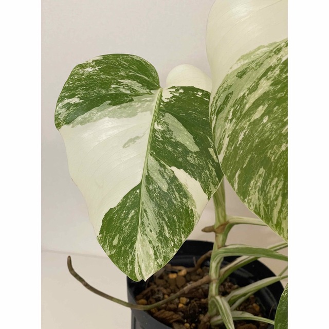 ❣️新春セール❣️斑入り モンステラ バリエガータ❣️極上品‼️④
