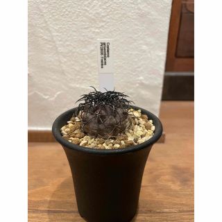 コピアポア グリセオビオラセア Copiapoa griseoviolacea(その他)