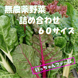 Ora様専用　ケールの詰め合わせ　６０サイズにて(野菜)