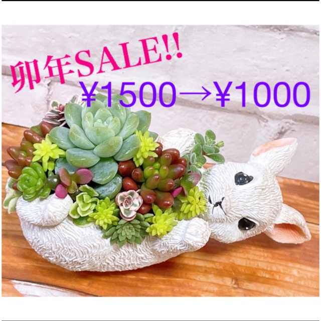 多肉植物　寄せ植え ハンドメイドのフラワー/ガーデン(その他)の商品写真