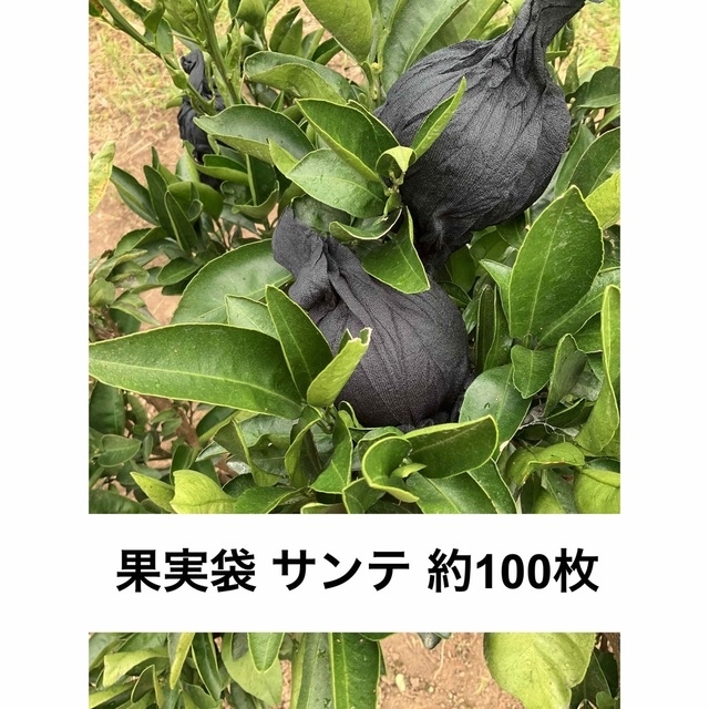 みかん 果実袋 サンテ 黒色 約560g(約100枚入)