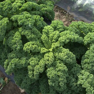 カリーノケール　約200g　8~10枚(野菜)