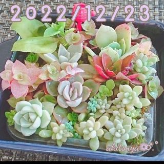 おまとめ オリオン 白牡丹 ピーチプリデ 紅葉祭り❤ 多肉植物 寄せ植え(その他)