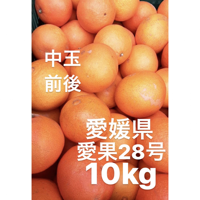 愛媛県産 愛果28号 柑橘 10kg - フルーツ