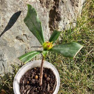 ジンチョウゲ　沈丁花　挿し木苗②(その他)