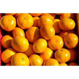 🍊今が旬🍊天晴みかん　ご贈答用　３ｋｇ（30個前後）(フルーツ)