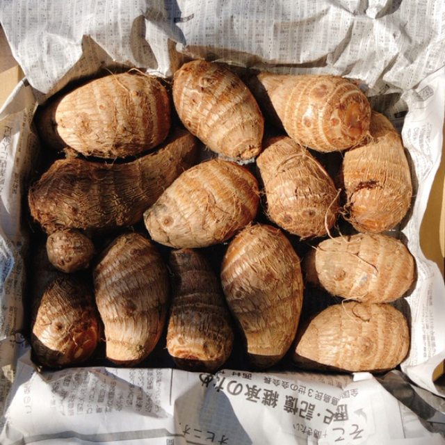 茨城県産 さといも 里芋 サトイモ 農薬不使用 約1.3kg（箱込）