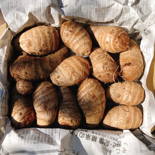 茨城県産 さといも 里芋 サトイモ 農薬不使用 約1.3kg（箱込）(野菜)