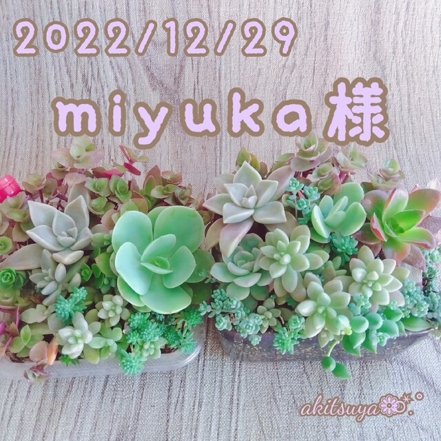 miyuka様 ❤根付き多肉植物寄せ植えパープルヘイズ ハンドメイドのフラワー/ガーデン(その他)の商品写真