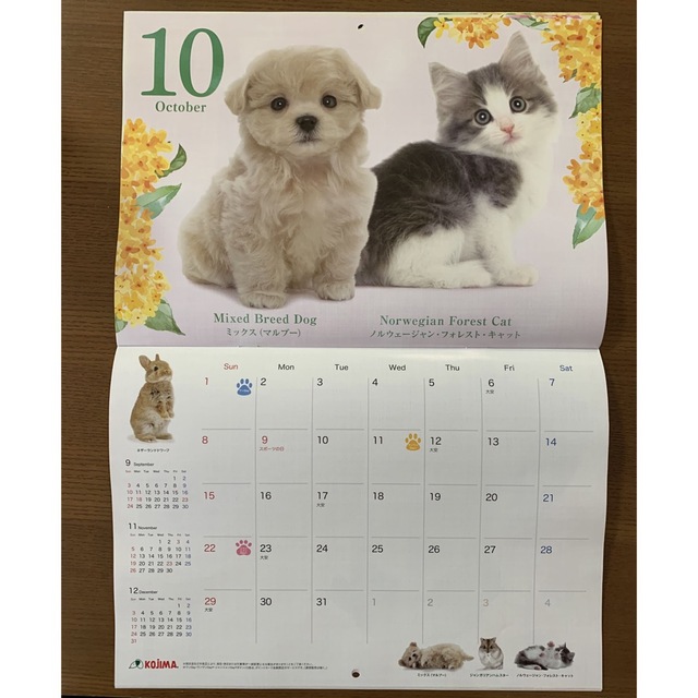 2023年カレンダー　犬　猫　わんちゃん　ねこちゃん　ワンちゃん　ネコちゃん インテリア/住まい/日用品の文房具(カレンダー/スケジュール)の商品写真