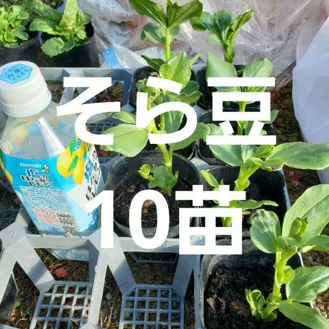 柚のや☆送料無料☆高知県産ゆず酢900ml 6本 熟しぼり☆農薬不使用