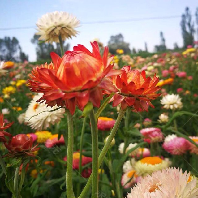 ムギワラギク(麦藁菊)の花色ミックスの種30粒 ハンドメイドのフラワー/ガーデン(プランター)の商品写真
