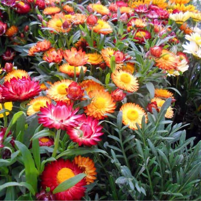 ムギワラギク(麦藁菊)の花色ミックスの種30粒 ハンドメイドのフラワー/ガーデン(プランター)の商品写真