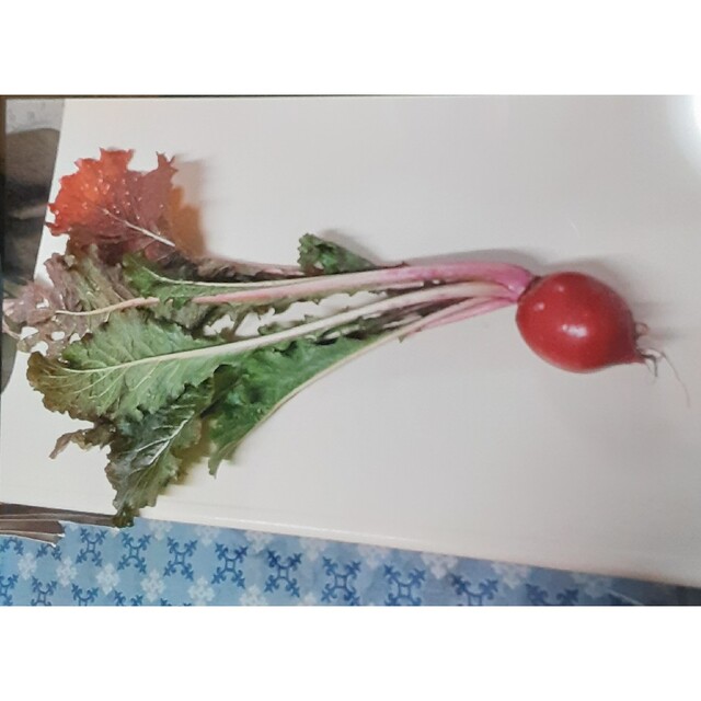 もものすけの種 食品/飲料/酒の食品(野菜)の商品写真