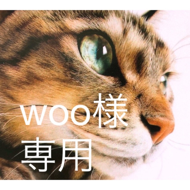 楽天市場 猫まっしぐら ロイヤルカナン 猫 成長後期 子猫用 ドライ