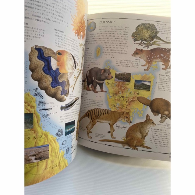 大型図鑑　絵でみる　世界動物地図　ピクチャーアトラスシリーズ エンタメ/ホビーの本(絵本/児童書)の商品写真