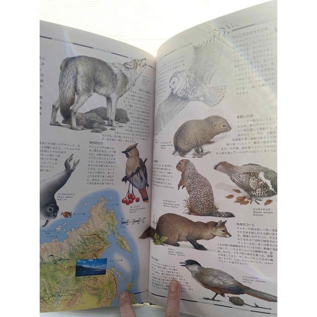 大型図鑑　絵でみる　世界動物地図　ピクチャーアトラスシリーズ エンタメ/ホビーの本(絵本/児童書)の商品写真