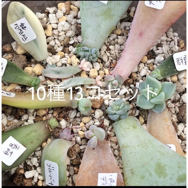 専用‼︎多肉植物^o^ 限定1セット❣️葉挿し赤ちゃん10種13コセット インテリア/住まい/日用品のインテリア/住まい/日用品 その他(その他)の商品写真