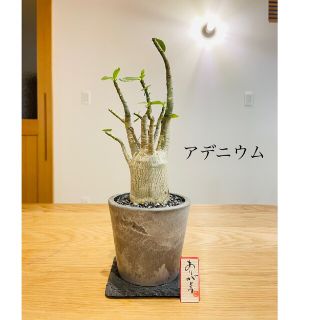 アデニウムの盆栽　塊根植物(その他)