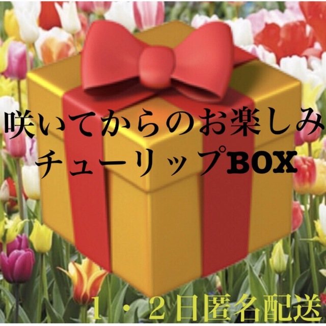 チューリップ　球根　春　植物　入学式　可愛い　まとめ売り　1・2日匿名配送 ハンドメイドのフラワー/ガーデン(ドライフラワー)の商品写真