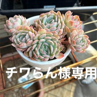 チワらん様専用‼️フォロワー様10%オフ♥️韓国多肉植物 群生ストロベリーアイス(その他)