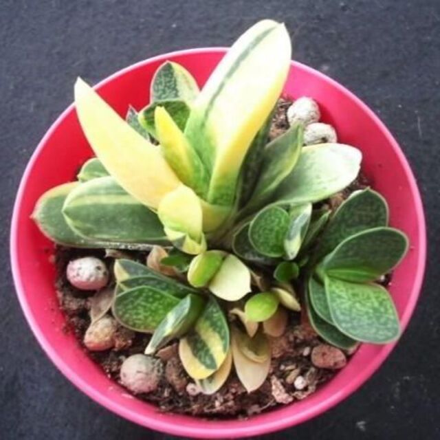 黄斑入り ガステリア 苗 子宝錦 多肉植物 ピンク鉢 インテリア小物