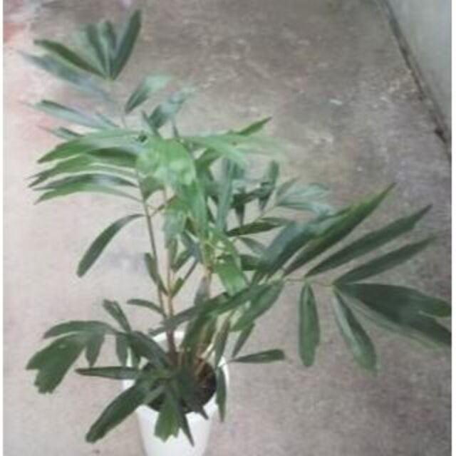 クロツグ ヤシ　椰子　苗　やし　観葉植物