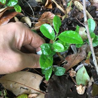 ⭐️⭐️お茶の木2株⭐️⭐️ お茶の苗木　日本茶の苗　抜き苗(その他)