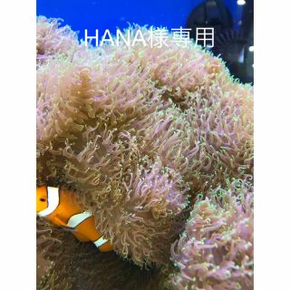 HANA様専用(化粧下地)