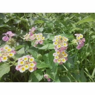 ランタナ　ピンク　花木　種子8個（粒） 観葉植物(その他)