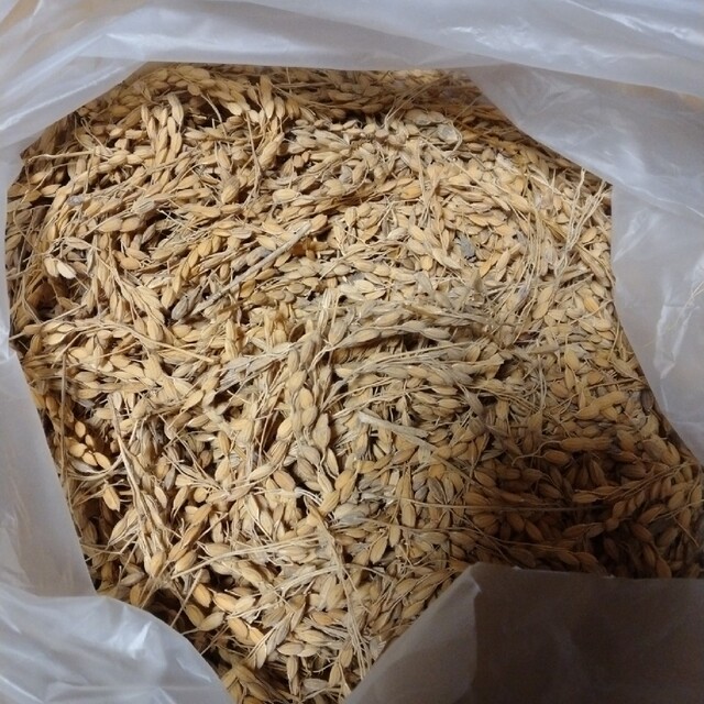 稲穂 349g 食品/飲料/酒の食品/飲料/酒 その他(その他)の商品写真
