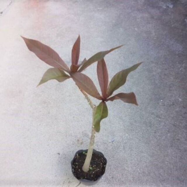 サガリバナ　苗　幻想的な植物　さわふじ　白花木