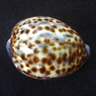 タカラガイ 貝殻 宝 カイ コレクション 海の 宝石・標本・レア？ www